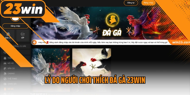 Lý do người chơi thích đá gà 23win