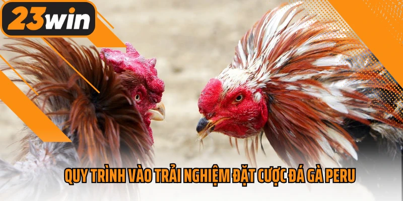 Quy trình vào trải nghiệm đặt cược đá gà Peru